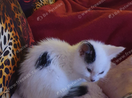 Female kitten
