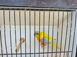 Male turquoisine parakeet.