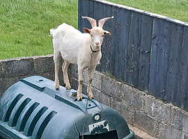 Billy Goat
