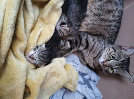 Kittens for sale &pound;50