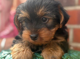 3 Beautiful boys available