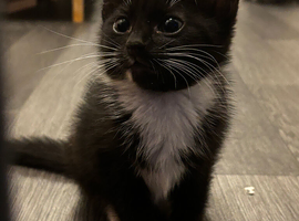 Kitten, tuxedo, black and white,