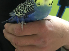 Hand tame baby budgie