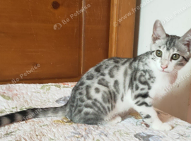 G5 Asian Leopard Silver Rossetted Parti Bengal Kittens