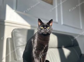 Female Neutered Cat available for Rehoming