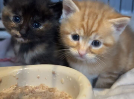 Ginger kitten for sale