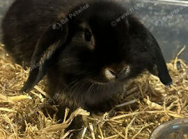 Mini lion lop bunny