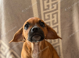Litter of small breed pups