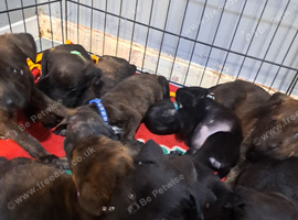 Staffy Cross Rottweiler puppies for sale