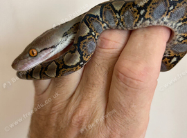 Reticulated python classic pattern and colour &pound;120