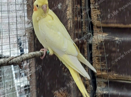 Another baby lutino hen ready for her new home