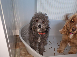 Lexi, beautiful cockerpoo