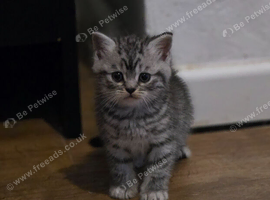 2 silver tabby british shorthair
