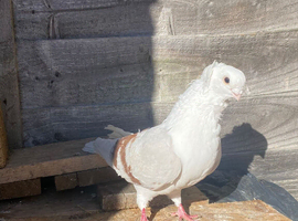 Male