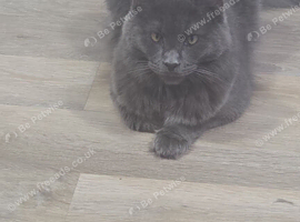 Female maine coon
