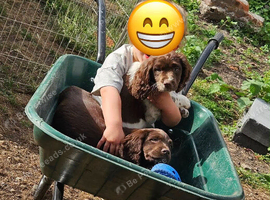 Gorgeous friendly Sprocker spaniels 6 months
