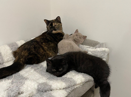 CHAMPION QUALITY BRITISH SHORTHAIR KITTENS