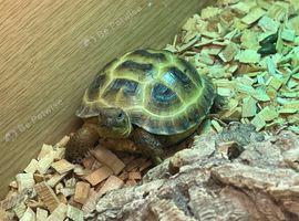 2 female Horsfield tortoises looking for a new home