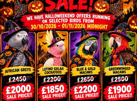 HALLOWEEKEEND SALE!! VARIOUS BIRDS