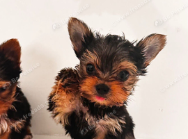 Teacup yorkie pups