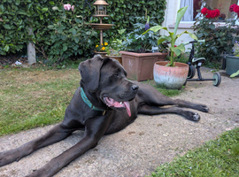 11 month old female cane corso needs loving home