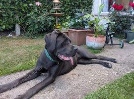 Gorgeous 11 month female cane corso