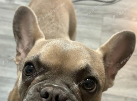 6.5 month old Girl French Bulldog- Loving home needed