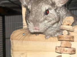2 chinchillas