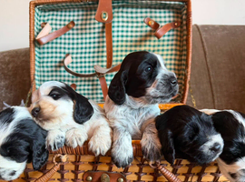 Beautiful Kc registered show type cocker spaniels