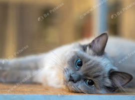 Blue Linx bi colour Ragdoll