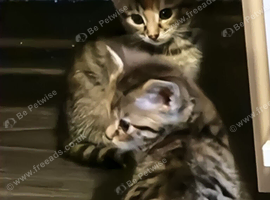 Kittens