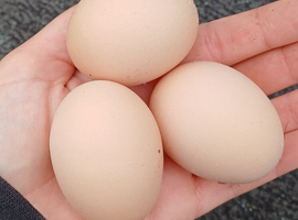 Silver pencilled wyandotte hatching eggs