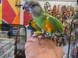 Stunning, Hand-Reared Baby Senegal Parrot &ndash; Super Friendly & Ready Now!