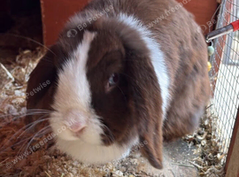 Choc split mini lop very friendly