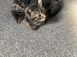 ADORABLE KITTENS READY TO LEAVE NOW!!!