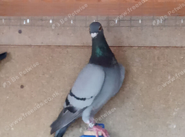 Racing pigeons