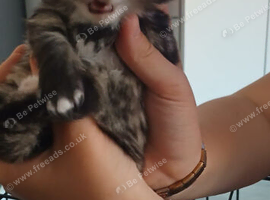 Maincoon cross kittens  boy