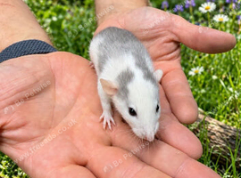 Young tame rats