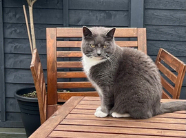 Female 4 years old cat
