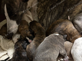Beautiful whippet x Lurcher puppies!!
