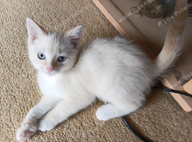 Litter of 6, 3 pure white