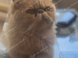Male flat faced persian