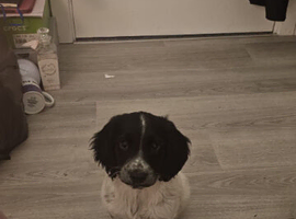 Sprocker spaniel