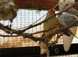 Star finch male