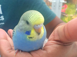 Baby budgie extremely beautiful and very cuddly 7 weeks old