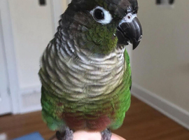 Baby green check counre talking parrot