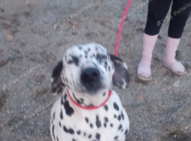 Dalmatian girl