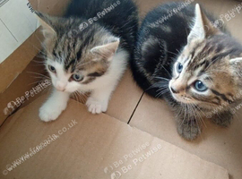 Kittens