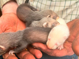 Ferret kits