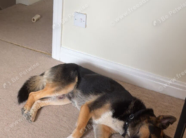 4 year old max gsd x kelpie